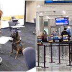 Intento frustrado: arrestan en el Aeropuerto de Miami a dos hombres que pretendían sacar del país 50 libras de marihuana y hachís perros-aeropuerto-miami