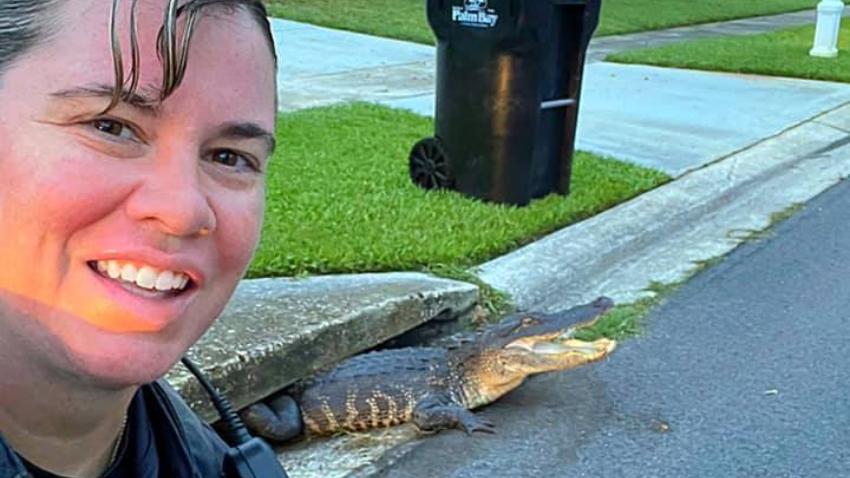 Oficial de la policía en Florida se hace un "selfie" mientras sale un caiman de la alcantarilla en la calle
