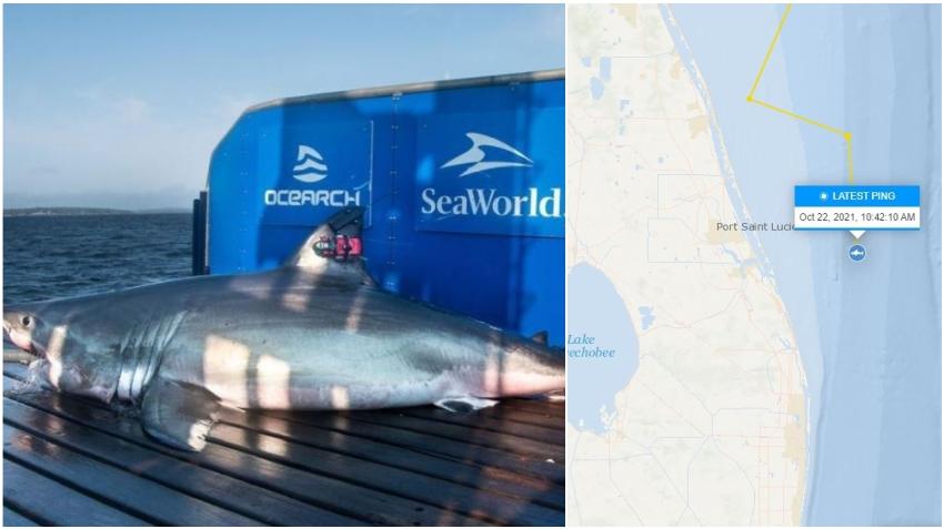 Rastrean gran tiburón blanco cerca de las costas del sur de la Florida