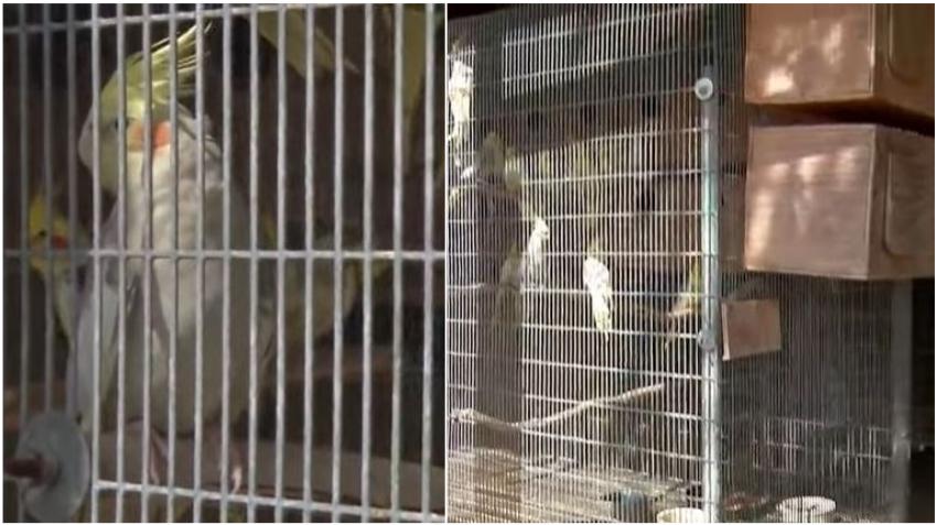 Roban 200 cacatúas de una tienda en Miami