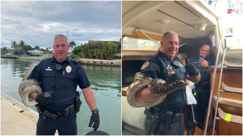Enorme Python  se cuela en un bote en los Cayos de la Florida y viaja junto a los tripulantes hasta Marco Island