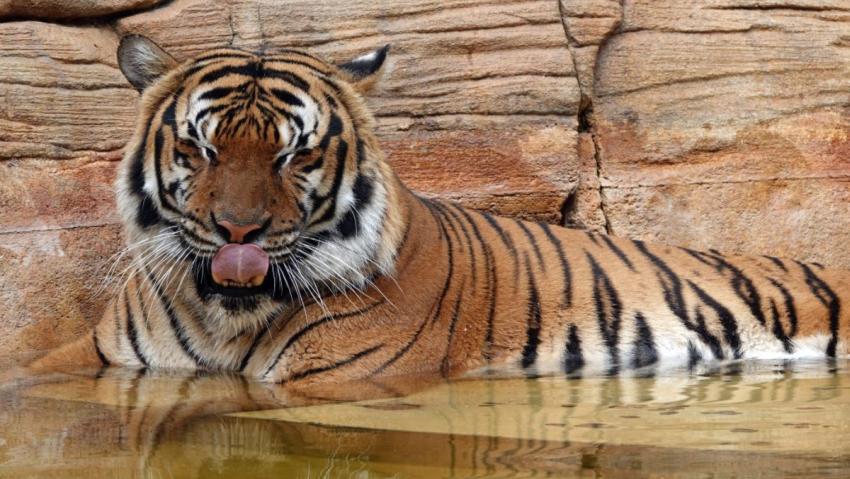 Tigre de un zoológico de Florida muerde a un hombre que metió la mano en su jaula; policía lo mata de un disparo