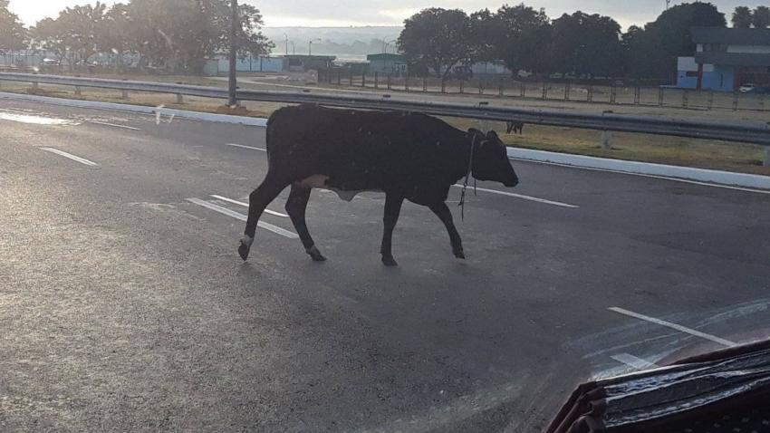 Una vaca paseándose por las inmediaciones de la terminal tres del Aeropuerto Internacional José Martí se vuelve viral en redes sociales