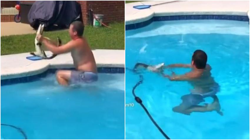 Padre de familia se lanza a la piscina de su casa para sacar un pequeño caimán que se coló