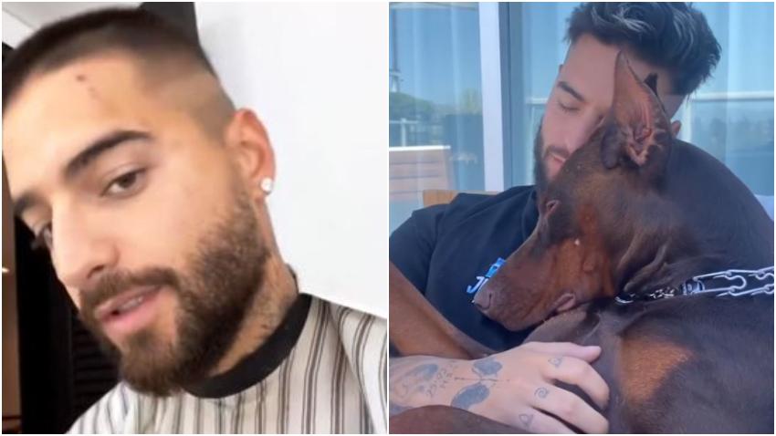 Maluma es mordido en la cara por Buda, su famosa mascota Doberman