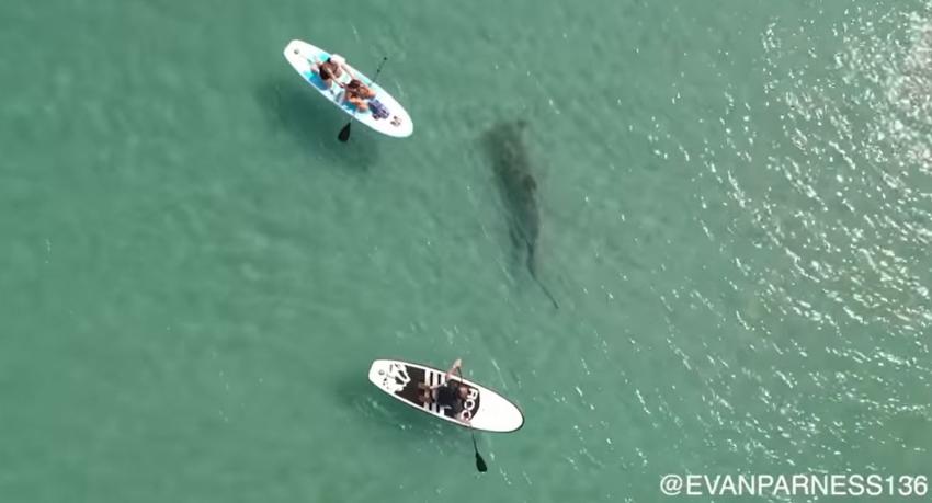 Inmenso tiburón martillo nada entre surfistas en una playa de Florida