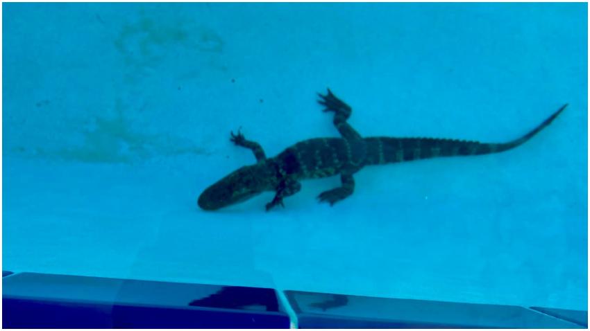 Un caimán interrumpe una práctica de nado en una piscina de Florida