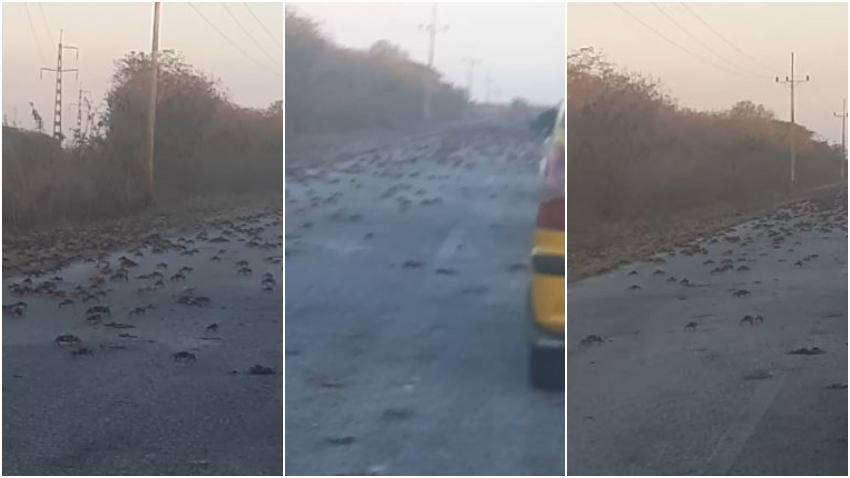Migración de cangrejos rojos invaden carretera en el tramo Trinidad-Cienfuegos