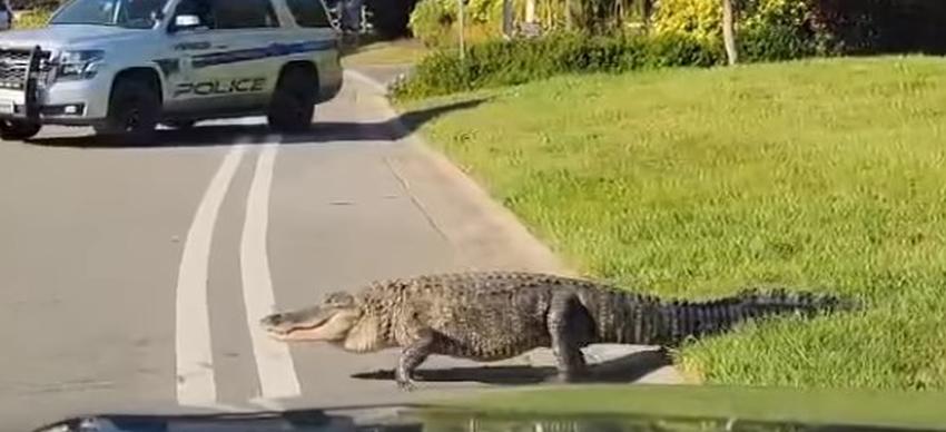 Inmenso caimán en Florida crea atasco en el tráfico