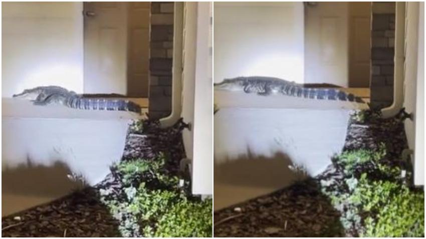 Enorme caimán llega hasta la puerta de una casa en Florida