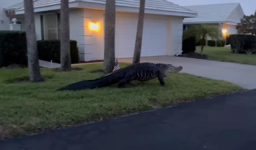 Inmenso caimán se pasea por barrio de Florida