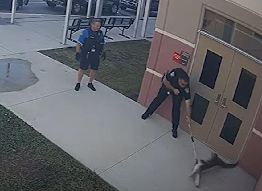 Enorme caimán se cuela en una escuela en Florida
