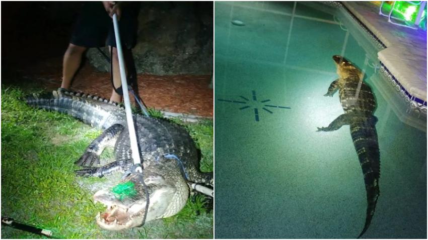 Familia de Florida encuentra caimán de 10 pies en la piscina de su casa