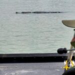 Alerta en Florida: caimanes más activos dejan tres ataques en solo siete días patrulla-fronteriza-caimanes