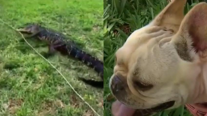 Una mujer en el Sur de la Florida se pelea con un caimán para salvar a su mascota