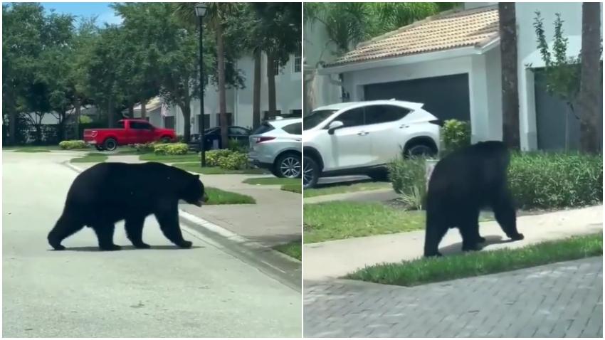 Enorme oso negro se pasea por vecindario del Sur de la Florida Enorme oso negro se pasea por vecindario del Sur de la Florida