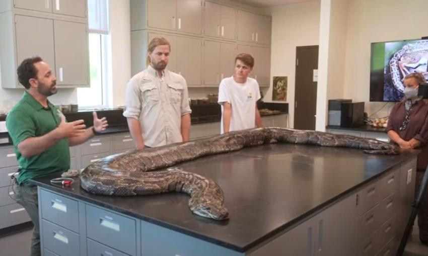 Capturan a la pitón birmana más grande de Florida
