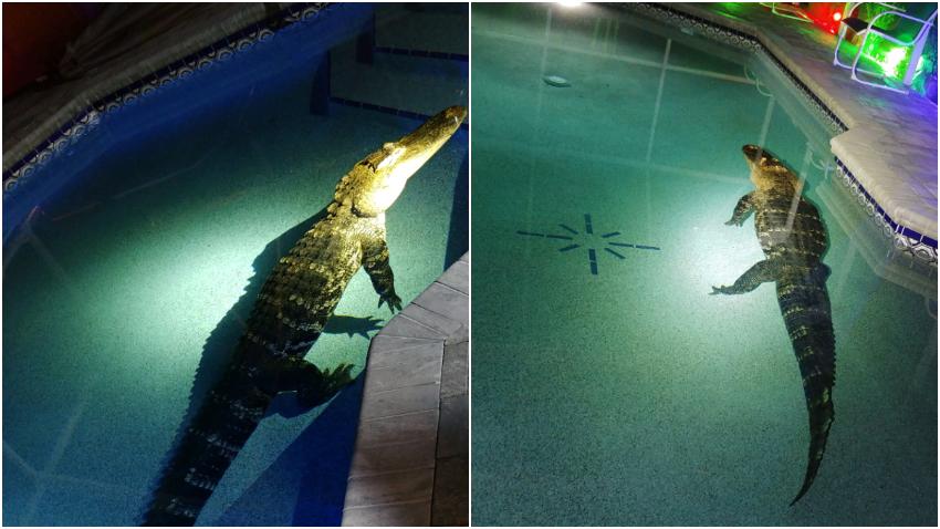 Enorme caimán de 11 pies y 550 libras fue encontrado en la piscina de una familia de Florida