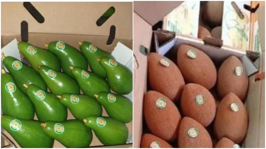 Frutas selectas cubanas llegan a los mercados de Europa