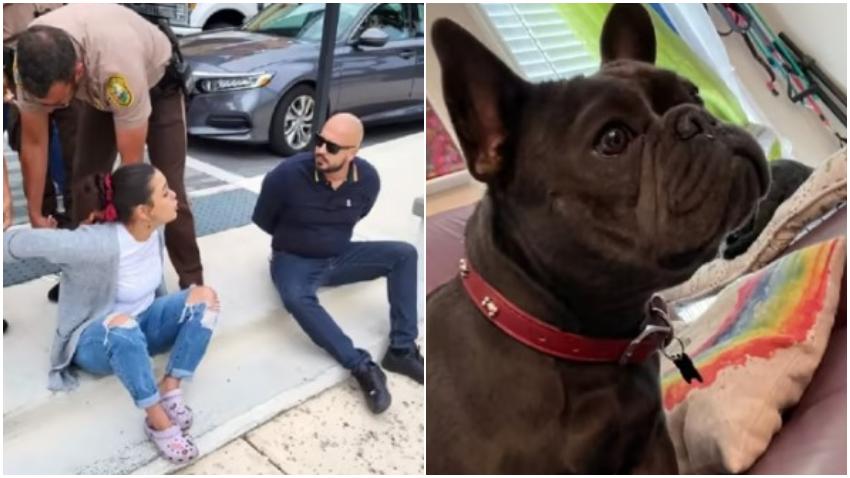 Arrestan a una pareja en Miami por robar un French Bulldog y extorsionar al dueño para devolverlo