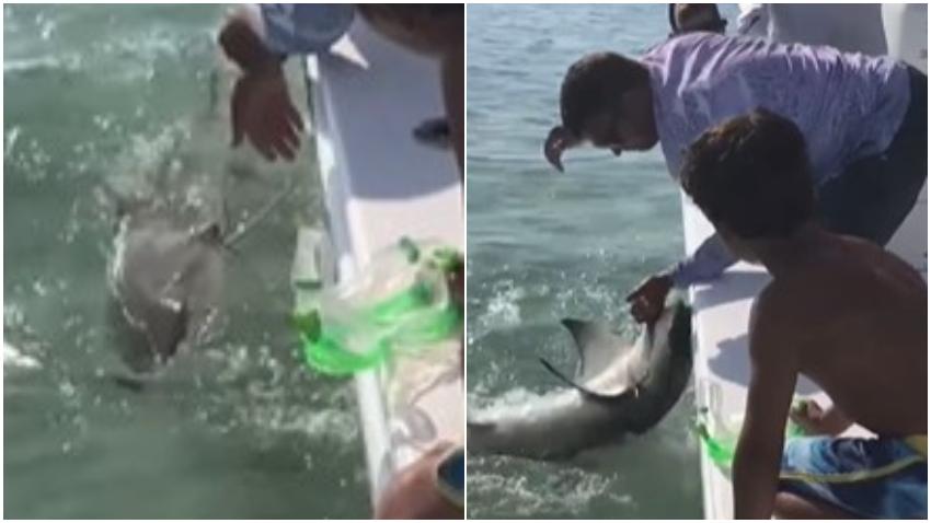Pescador pierde el dedo tras la mordida de un tiburón en los Cayos de la Florida