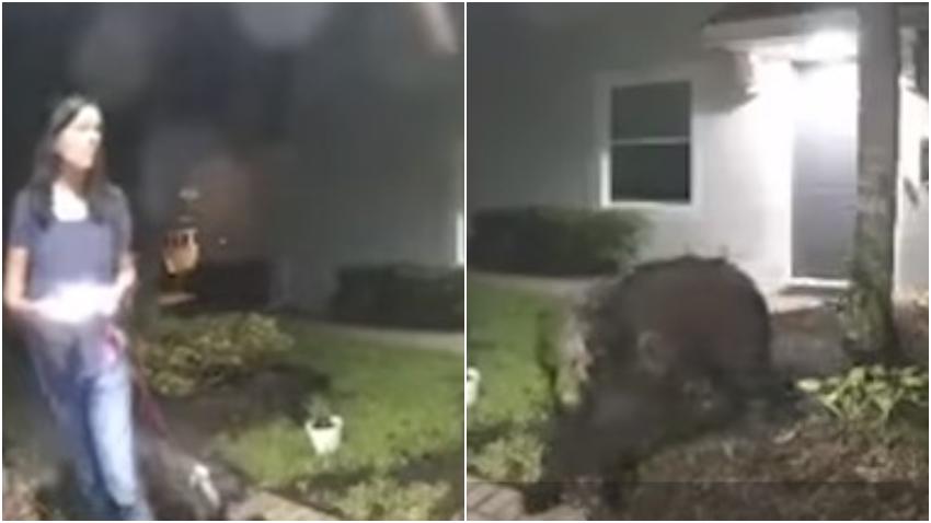 Una mujer en el sur de Florida se lleva un gran susto al casi cruzarse con un oso negro en su condominio