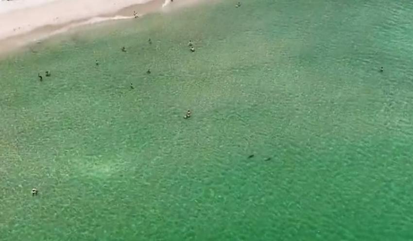 Imágenes captadas por un drone muestran varios tiburones cerca de los bañistas en la playa de Fort Lauderdale
