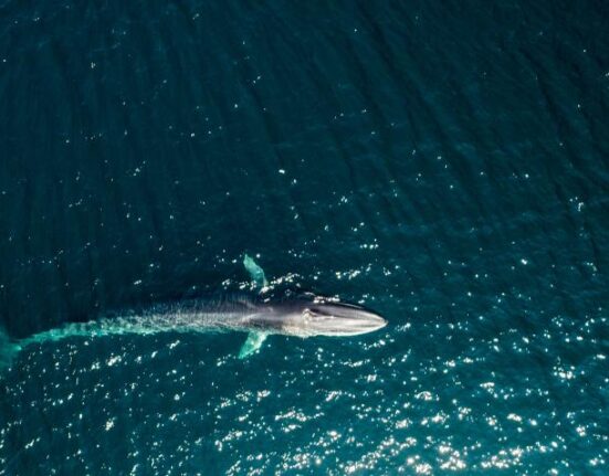 Encuentran una Ballena muerta en la costa norte de Cuba