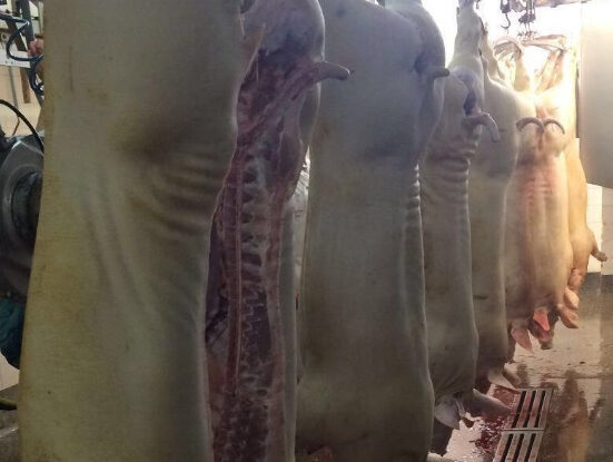 Camioneros cubanos en Miami serán llevados ante la justicia por millonarios robos de carne en plantas procesadoras de EEUU