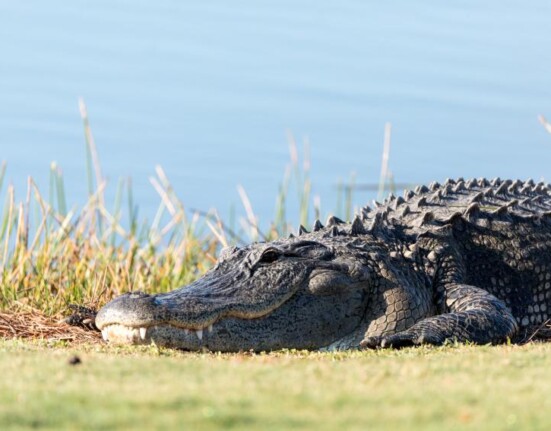Captan inmenso caimán en un campo de golf de Florida