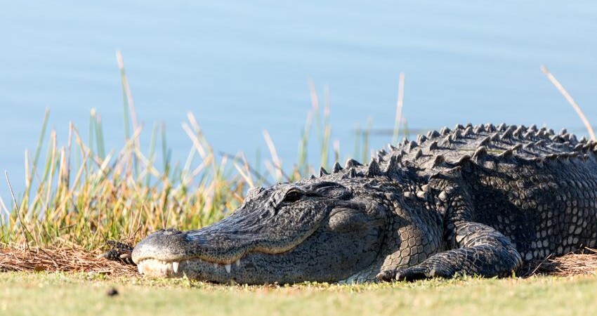 Nos encontramos en la temporada de anidación de caimanes en Florida. Conoce los detalles caiman-florida