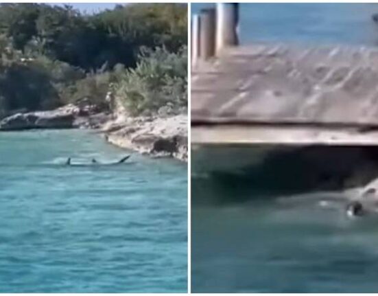 Viral las imágenes de un perro que se lanza al agua molesto por la presencia de un tiburón martillo en Bahamas