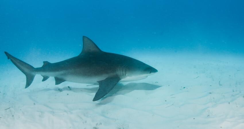Pescador submarino es aerotransportado hacia un hospital de Miami tras sufrir dos mordeduras de un tiburón en Cayo Hueso tiburon-toro-florida (1)
