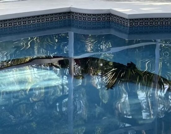 Encuentran enorme caimán en la piscina de una casa en Florida