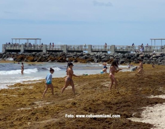 Playas en el sur de la Florida podrían llenarse de algas en los próximos días
