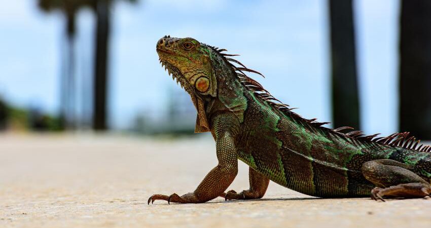 Llega la temporada en que las iguanas en Florida pueden caer de los árboles por el frío iguanas-florida-2