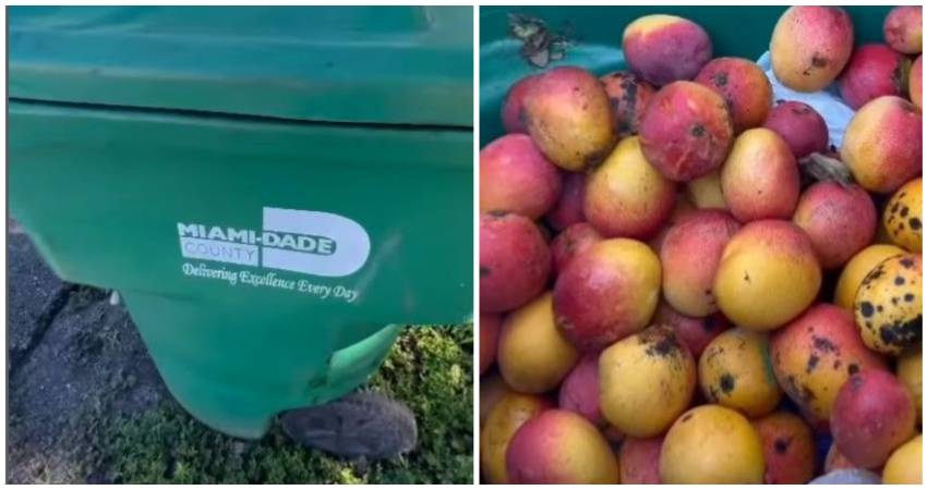 Mangos en Miami