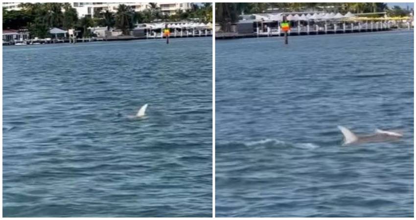 Tiburón en la Bahía de Biscayne