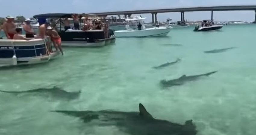 Florida debate la creación de un sistema nacional de alerta de tiburones para proteger a bañistas sin dañar el turismo tiburones-martillo-playa