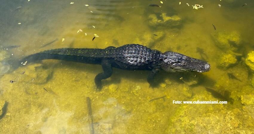 Caimán ataca a una Kayakista en un canal de Florida: “Un caimán me jala del brazo” caiman-florida-1