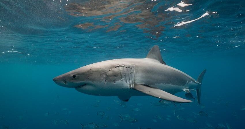 Detectan enorme tiburón blanco de 10 pies cerca de la costa en Florida tiburon-blanco