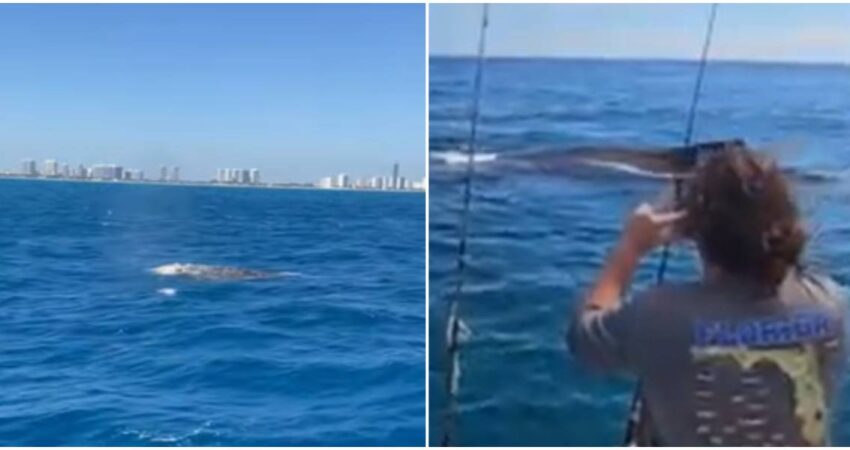 Avistan un grupo de ballenas en el sur de Florida muy cerca de la costa avistamiento-de-ballenas-sur-de-Florida