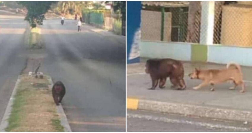 Mono se fuga del Zoológico de La Habana causando gran alboroto en la céntrica Avenida 26 fuga-de-mono-Zoologico-de-26