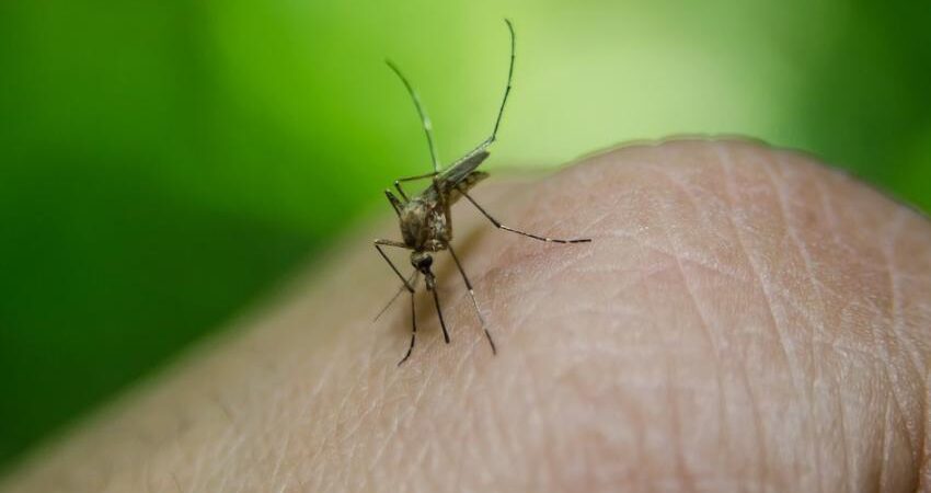 Autoridades sanitarias de Estados Unidos emiten alerta por el incremento de casos de dengue en el paรญs mosquito
