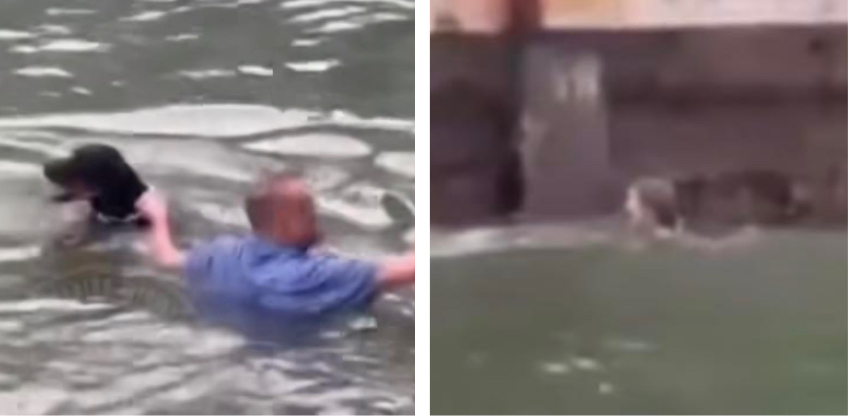Una mujer rescata a un perro que el dueño lanzó a la Bahía de Brickell mujer escena