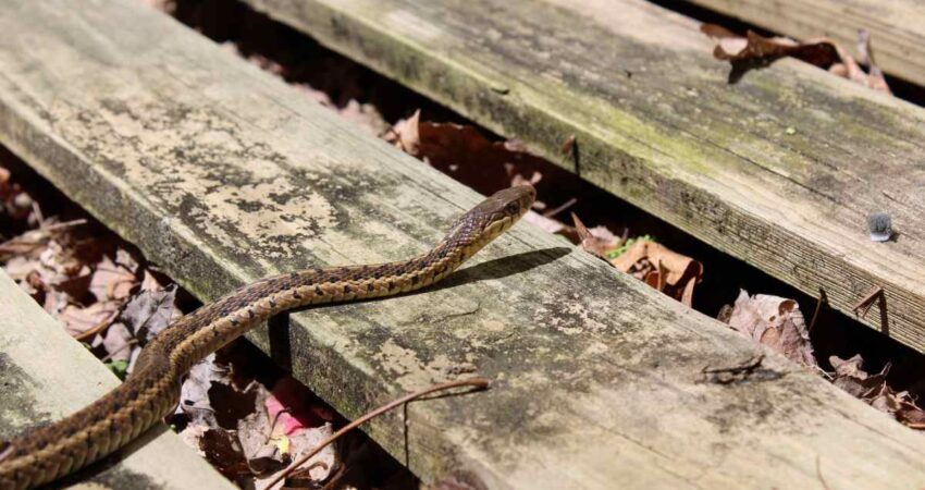 Advierten sobre presencia de serpientes venenosas en patios de casas en el Sur de la Florida tras las lluvias serpiente-sur-florida