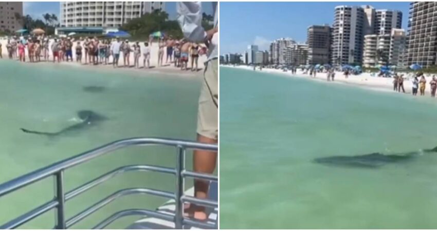 Enorme tiburón sorprende a bañistas en la orilla de una zona de Miami Beach tiburon-Miami-Beach