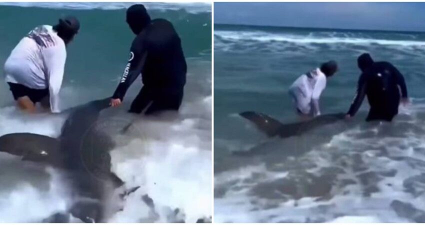 Capturan enorme tiburón martillo en Miami Beach y después lo liberaron tiburon-martillo