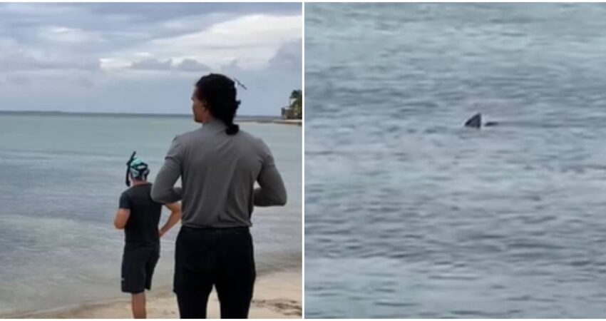 Captan a tiburรณn sarda nadando cerca de la orilla de una playa en Camagรผey avistamiento-de-tiburon-playa-de-Camaguey