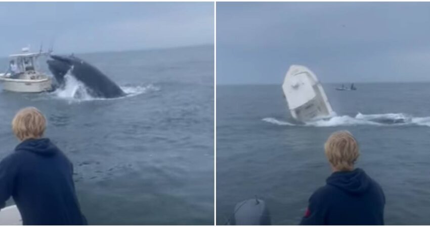 Ballena salta por sorpresa y vuelca un barco frente a las costas de New Hampshire ballena-choca-barco-New-Hampshire